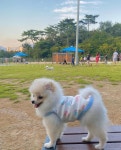 벨루스펫 하트바니슬리브리스 강아지실내복 강아지티셔츠 고양이실내복 S-XL : 벨루스펫