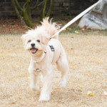 강아지 하네스 오픈형 애견 H형 산책 가슴줄 앞섬방지 소형견 중형견 대형견 : 제이엠상회