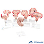 3B Scientific 태아발달 태아모형 9개 1세트 임신태아모형 L11 : 의료기상사