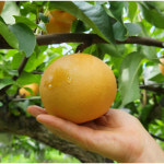 신고배 농장직송 아삭하고 시원한 안재필꿀배 GAP 명절 선물용 가정용 김장용 배 : 해름