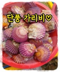 통영산 가리비, 단풍 가리비, 홍홍가리비, 가리비찜, 가리비구이, 맛있는 가리비조개 : 통영 해물세상