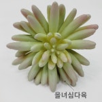 을녀심다육 : 샤론플라워데코