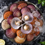 홍가리비 생가리비 산지직송가리비 2kg : 쵱선생