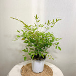 남천 중분 : 모종꽃나라