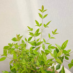 남천 중분 : 모종꽃나라