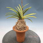 [재희난] 어성복륜 220905-02 : 재희난