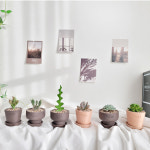 다육이 키우기 공기정화식물 국산 토분 집들이선물 : 화분조아