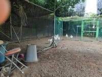 자연방사한 백용오골계 : 쌍계농장