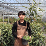 비파나무 묘목 5년생 (포트묘) 약용수 : 농원의 모든것