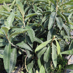 비파나무 묘목 5년생 (포트묘) 약용수 : 농원의 모든것