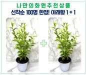야래향나무 중품 2개세트 야레향 모기퇴치식물 모기기피 벌레가싫어하는식물 월하향 : 나만의화원