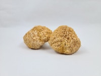 국내산 노루궁뎅이버섯 100g 건조버섯 : 씨엔지바이오 스토어
