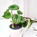 실내공기정화식물 귀여운 수박페페 독성없는 페페로미아 : 피움뜰