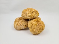 국내산 노루궁뎅이버섯 100g 건조버섯 : 씨엔지바이오 스토어