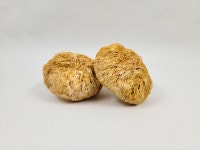 국내산 노루궁뎅이버섯 100g 건조버섯 : 씨엔지바이오 스토어