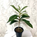 비파나무 비파묘목 그늘에서잘자라는식물 거실화초 : 나만의화원