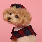 명문고 스카프 강아지 케이프 소형견 중형견 대형견 고양이 베레모 모자 : 아르무아 미뇽
