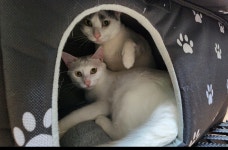 길고양이집 길냥이 급식소 실외 야외 고양이집 : 그램도그