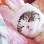 고양이 토끼모자 강아지 모자 토끼귀 : 무지개빛세상