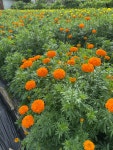(생화 농장직송) 메리골드 생화 (천수국) 2color : 이레 꽃 농원