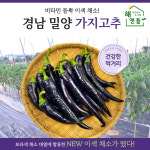 밀양 이색 고추 보라색 아삭한 가지고추 4kg 10kg : 해앤들