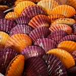 산지직송 제철 통영 비단 홍가리비 1kg 조개구이 : 훈이수산