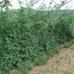 여주즙 효능 60포 : 여유팜