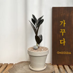 블랙금전수 독일토분 화이트 희귀실내식물 공기정화 인테리어 플랜테리어 : 가꿈플랜트