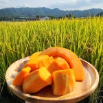 손질 늙은호박 1kg 국산 진공포장 : 품안 농장