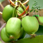 (CU소망)일세다래 묘목(2년생 포트묘) 1그루 자가수정 : 소망원예