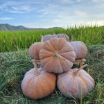 2024년 햇 늙은호박 3-10kg 국산 산지직송 : 품안 농장