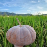 2025년 햇 늙은호박 3-10kg 국산 산지직송 : 품안 농장