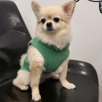 닥스훈트옷 프렌치불독옷 명품강아지 중형견 반려견 비숑 : 마켓가젯