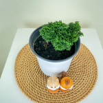 동일품발송 청짜보 야생화 비닐포트 작은 편백나무 Hinoki Cypress : 내뜰에
