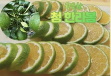 청한라봉 5kg : 해바담탐라라