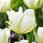 화이트밸리 튤립 구근 [ Tulip White Valley ] : 플랜트플랜트