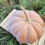 2025년 햇 늙은호박 3-10kg 국산 산지직송 : 품안 농장