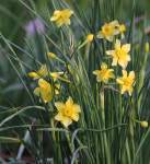 수선화 베이비 문 5구 : 소요 SOYO