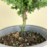 동일품발송 석화회 야생화 화분선물 Chamaecyparis obtusa  Chirimen : 내뜰에