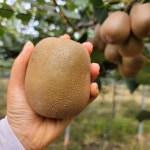 제주 골드키위 대과키위 2kg 3kg 5kg 느린농부현주네 : 느린농부현주네