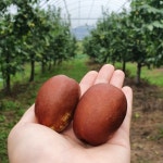 2025년 보은대추 사과대추 생대추 햇대추 왕대추 1kg 영준이네대추농장 GAP 농가 : 보은 쥬쥬베리