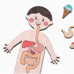 재미있는 인체지도 소화기관인체지도 만들기 DIY 초등교육 : 꼬미토탈샵