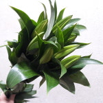 백합 - 시베리아 / 꽃시장에서 직접배송하는 생화택배 서비스 [서리풀플라워] : 서리풀플라워