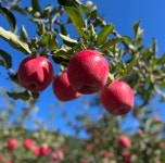 소백산큰골농원 영주 꿀사과 가을사과 맛있는 홍로 양광 시나노스위트 5kg 10kg : 소백산큰골농원