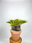 동일품발송 멕시코소철 Zamia pumila 집들이선물 개업화분 : 내뜰에