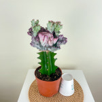 유포르피아 춘봉철화 춘봉 접목선인장 선인장 락테아 크리스타타 : 내뜰에