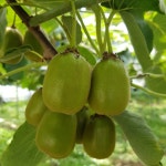 제주 레드키위 2kg : 제주 하영옵서 농수산