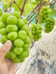 경북 영천 고당도 망고포도 씨없는 샤인머스켓 청포도 샤인머스켓2송이 2kg : 해인들농장