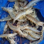 활 흰다리새우 왕사이즈! 1kg (30미내외) 대하 : 한손수산
