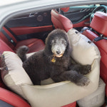 확장형 에어발판포함 바비숑 강아지 카시트 시즌3 투톤브라운 애견 반려견 펫 : 바비숑